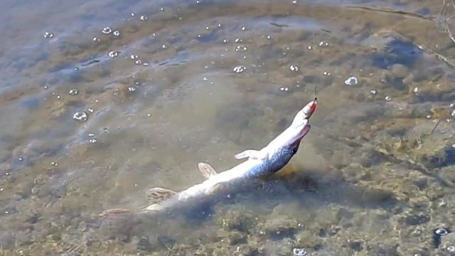 За хищником