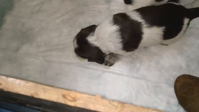 щенки русского спаниеля часть 1 первые два месяца смотреть онлайн