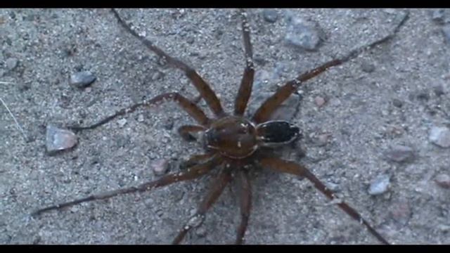 мир насекомых.wmv город Бобров смотреть онлайн