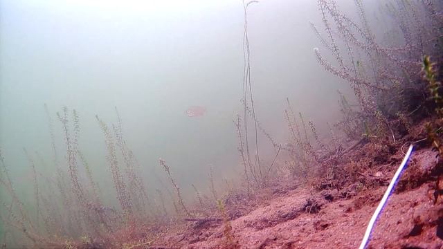 Подводная видеокамера focus fich.Подводная видеосъемка. смотреть онлайн