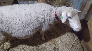 Наши молочные овцы лакон.  Начало.