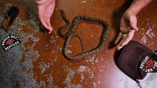 Top 10 BEST Super Dwarf Retics of ALL Time смотреть онлайн