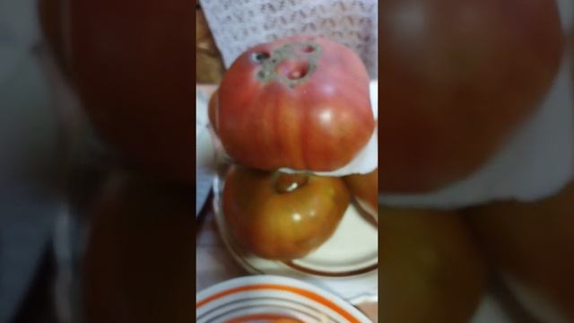 Выставка коллекционных сортов томатов 23 сорта. смотреть онлайн