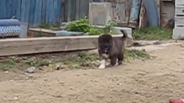 АХХ Верлиока смотреть онлайн