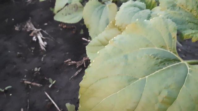 🌻🌻🌻Все поля подсолнечника под евролайтинг. Что же с ними ? 🌻🌻🌻 смотреть онлайн