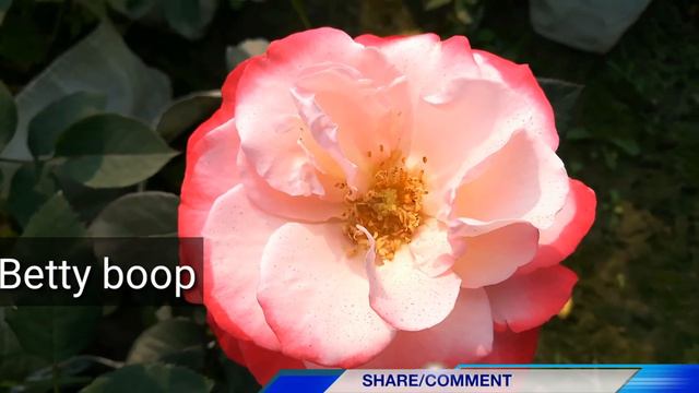 10 Best Rose Variety With Names / Rose Variety In India / Rose Flower смотреть онлайн