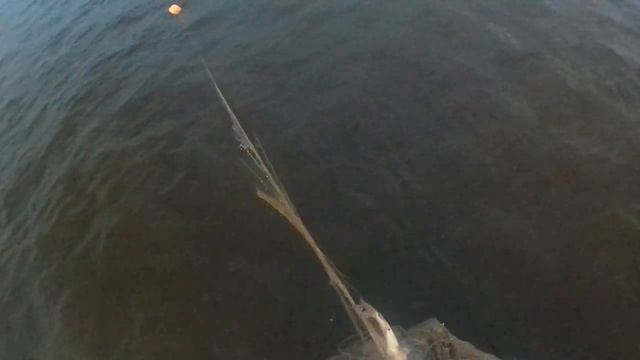 Укус миноги в Нельму25.07.2021 смотреть онлайн