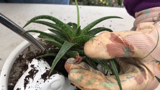 Easy Succulent Arrangement | Aloe in a Frog Planter 🐸💚 | Leaf and Designs | Aloe en una Rana смотреть онлайн