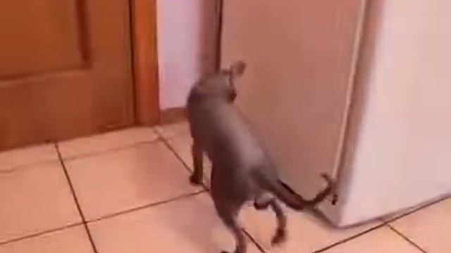 ГОВОРЯЩИЙ КОТ!!! Как дела?Нормаально! смотреть онлайн