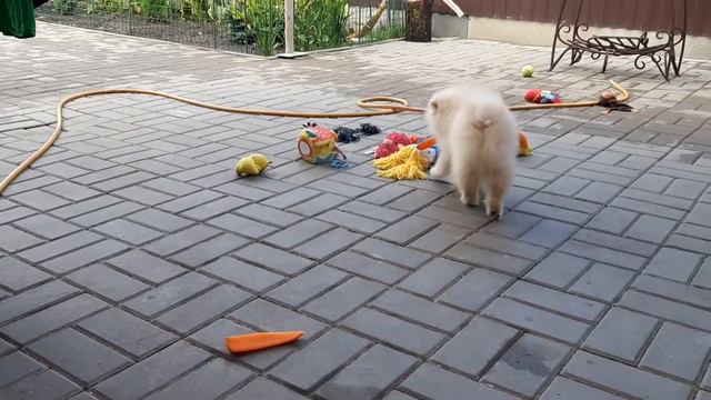 Шпицы смотреть онлайн