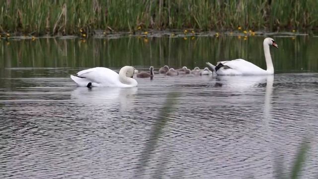 Лебеди-шипуны с выводком. Cygnus olor. Птицы Беларуси. смотреть онлайн