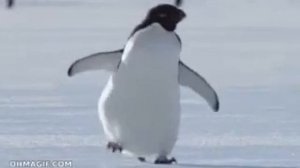 пингвин идёт