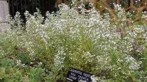Calamintha Plant Profile