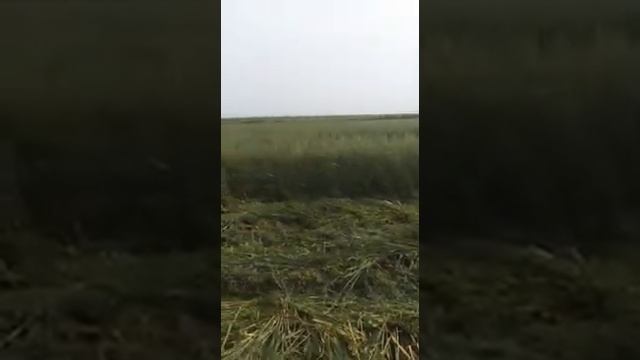 Овес на сено 27.07.2020 смотреть онлайн