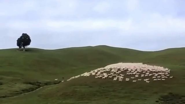 Как загоняют овец в загон. смотреть онлайн