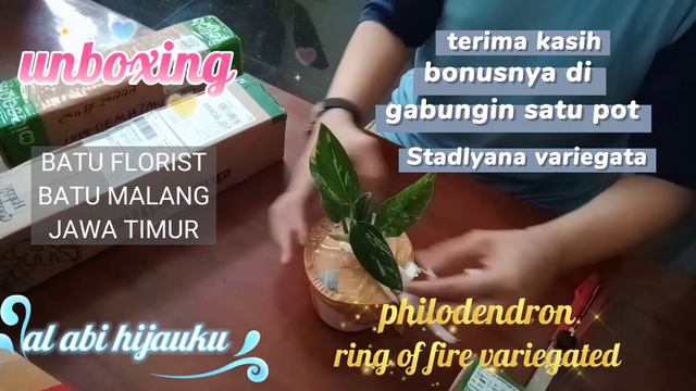 #unboxing #philodendrongringoffirevariegated #stadlyanavariegated UNBOXING PHILO RING OF FIRE VAR смотреть онлайн