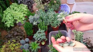 Суккуленты - обновление и размножение