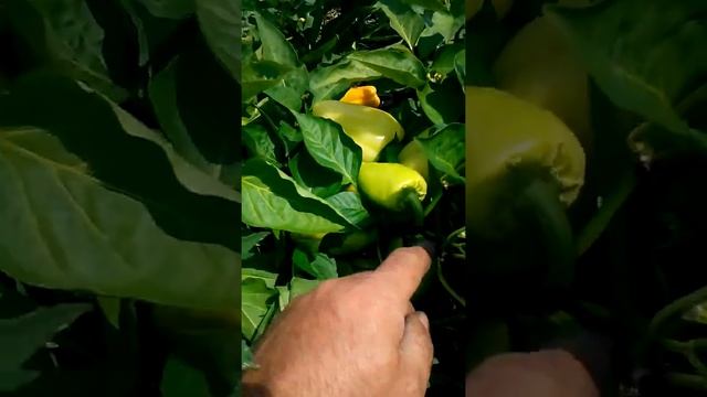 Перец Айвенго смотреть онлайн