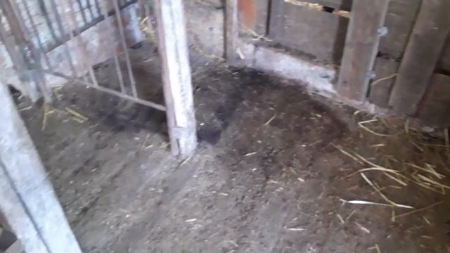 Уборка зимней подстилки/Копеечное средство убирает запах в сарае. смотреть онлайн