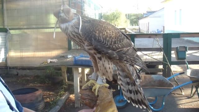 Тетеревятник смотреть онлайн