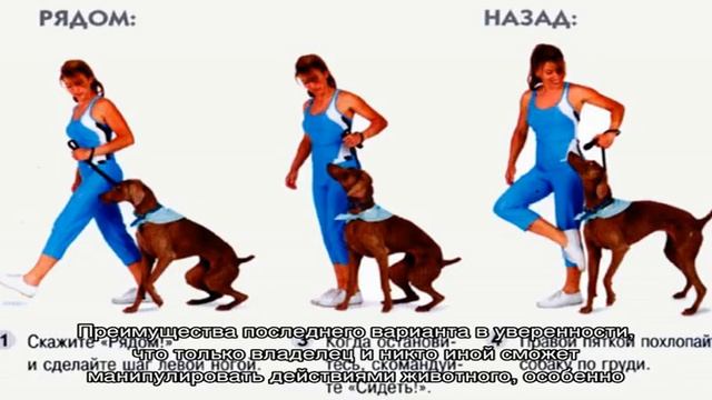 Основные команды для собак смотреть онлайн