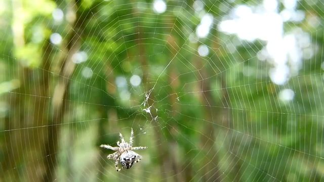 Релакс. Звуки живой природы. Паутина - Relax. Sounds of wildlife. Web смотреть онлайн