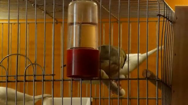 Рисовая амадина-птенцы смотреть онлайн