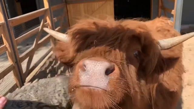 Шотландская корова Хайленд смотреть онлайн