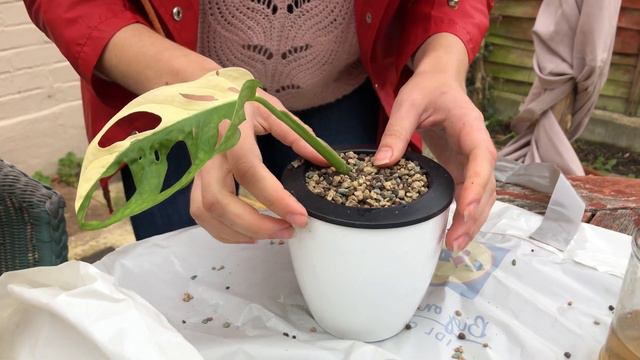 How to Pot Monstera Adansonii Variegated - BUDGET SELF WATERING POT! смотреть онлайн