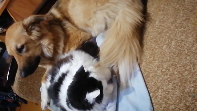 15.07.23г.Джуна и Бакс мои милашки рядом отдыхают#собакаизприюта#животныймир#кот смотреть онлайн