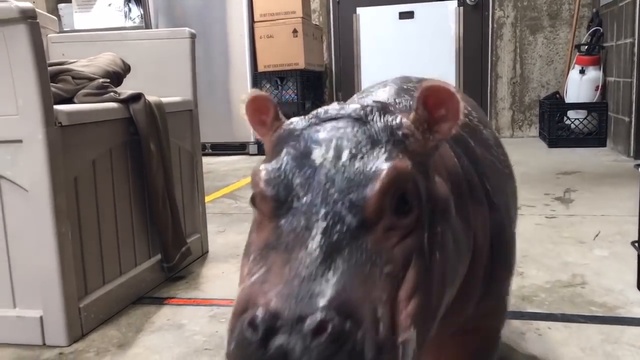 Фиона тестирует свою скорость смотреть онлайн