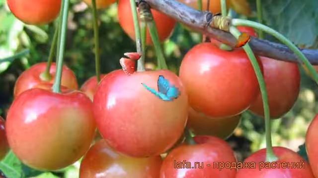 Черешня ранний Приусадебная ? черешня Приусадебная обзор: как сажать саженцы черешни Приусадебная смотреть онлайн