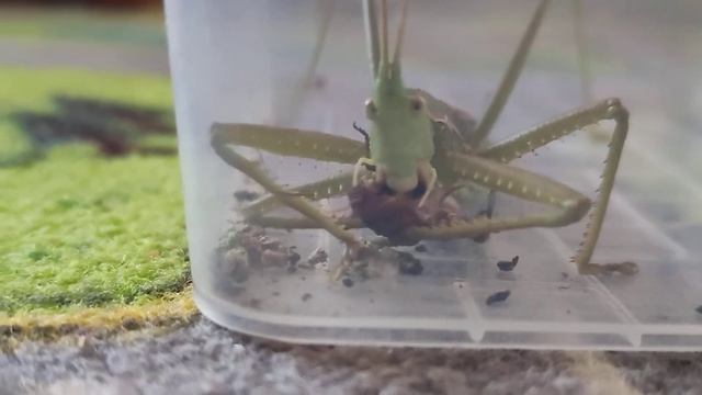 степная дыбка вс кузнечик смотреть онлайн