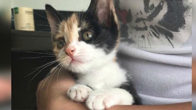 Котенок-кроха был отвергнут матерью, он был слаб.. Но человеческая любовь спасла его! смотреть онлайн