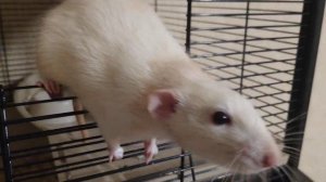 ? МИЛЫЕ КРЫСЫ ДАМБО ЕДЯТ МЯТУ. Влог #44 dumbo rat