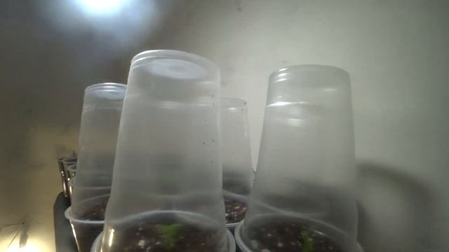 КЛОНИРУЕМ И КЛЕИМ ПИТОМНИК РАСТЕНИЙ