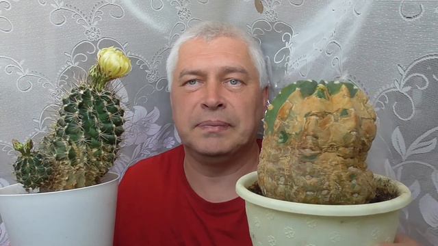 У человека два кактуса, один кактус цветёт, второй кактус не растёт. Геннадий Горин смотреть онлайн
