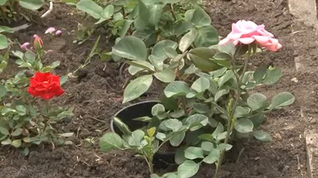 Рубрика "Сад своими руками" 20-06-2012 смотреть онлайн