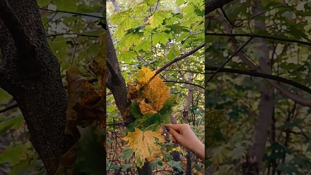 Стихотворение "Сегодня отцвело..." © смотреть онлайн