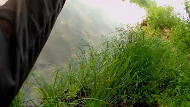 Жерех. Смена приманки решает. смотреть онлайн