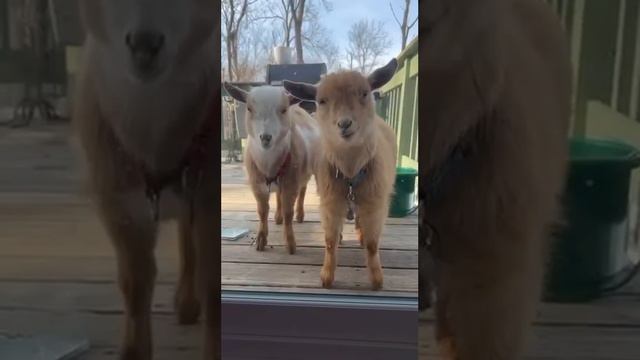 Разговор есть😁 #интересное #top #скачать смотреть онлайн