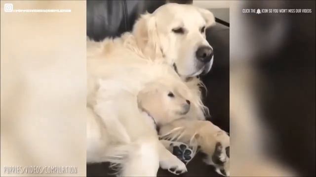 Top Cutest Dogs In The World 2020 - YouTube смотреть онлайн