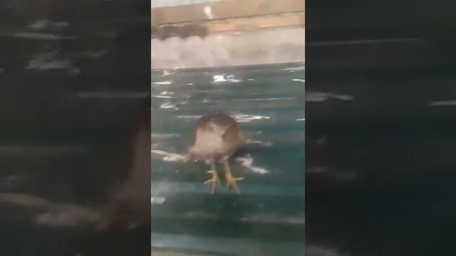 Ястриб пэлэплатник смотреть онлайн