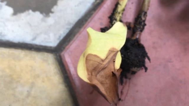 Выращивание замиокулькаса из листа. смотреть онлайн