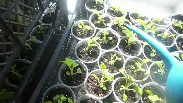 КОРМЛЮ ПЕТУНИЮ ФЕРТИКОЙ смотреть онлайн