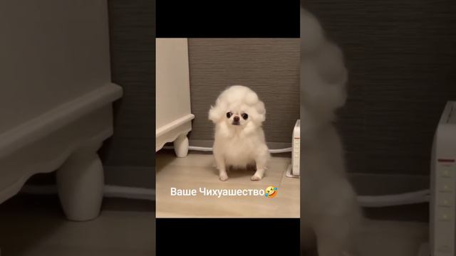 Приколы собака🤣🤣