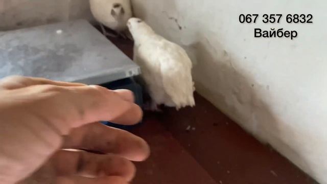 Вес перепела 50 дней//Техасский мясной перепел Украина ?? смотреть онлайн