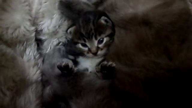 КОТЕНОК СОВСЕМ МАЛЫШ!!! KITTEN ALL BABY !!! смотреть онлайн