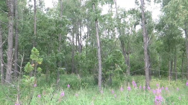 Дикая Жимолость у дома Дальний Восток Охотское море Жизнь в лесу ч58 10 августа 2022 смотреть онлайн