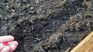 Как посеять БАРХАТЦЫ. Как лучше сеять БАРХАТЦЫ.